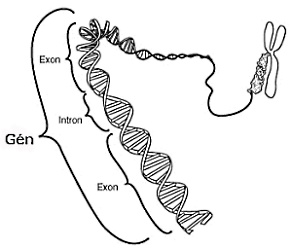 Gén.jpg