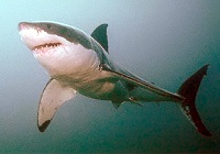 Cápa.jpg