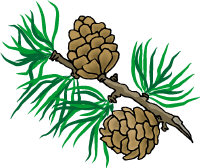 Fenyőtoboz.jpg