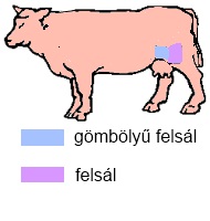 Felsál.jpg