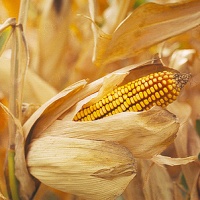 Kukorica.jpg