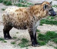 Hiéna.jpg